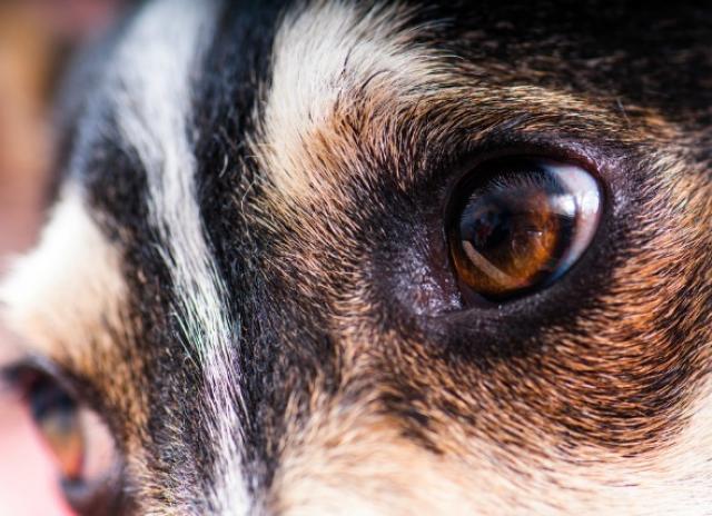 Unequal Pupil Size in Dogs | PetMD