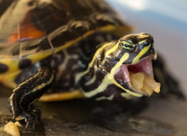 Picture of What Do Pet Turtles Eat? | PetMD