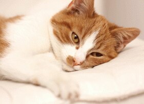 7 Common GI Problems in Cats