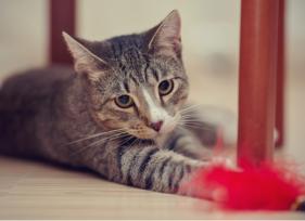 7 Cat Toy Dangers You Should Know
