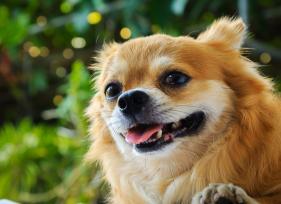 6 Common Mouth Conditions in Dogs
