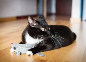 7 Surprising Facts About Catnip