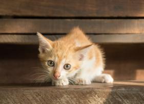 6 Reasons Your Kitten Is Crying
