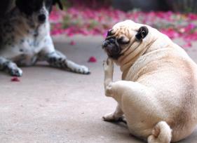 5 Natural Remedies to Help Your Itchy Dog