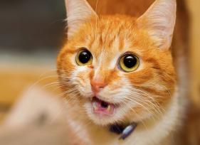 8 Cat Sounds—And What They Mean