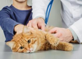 7 Common Skin Problems in Cats