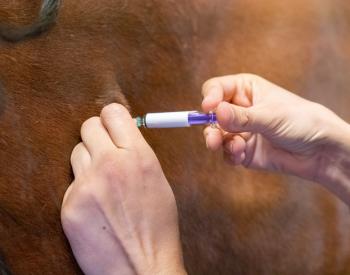 Horse Vaccines: What You Need To Know