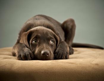 Extreme Fear and Anxiety in Dogs