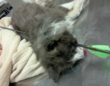 Pictures of Cat Injured by Arrow on Facebook Page Raises Money for Feral Felines