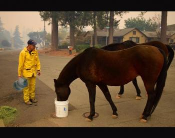 Communities Rally Together to Help Animals Displaced by California Wildfires