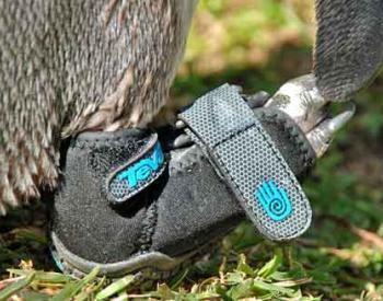 Shoe Company Fits Penguin with Life-Saving Sole