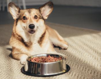 Recent Study Shows Why It’s so Important to Clean Dog Bowls