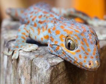 Reptile & Amphibian Articles and Advice from PetMD Vets | PetMD