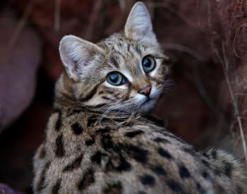 Why the Black-Footed Cat Is Capturing the World's Attention