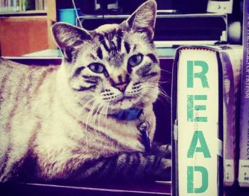 All About Browser, the Beloved Library Cat and the Humans Who Saved His Job
