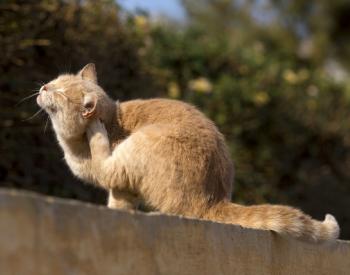 How to Tell if Your Cat has Fleas