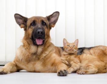 What Are the Benefits of Fish Oil for Dogs and Cats?