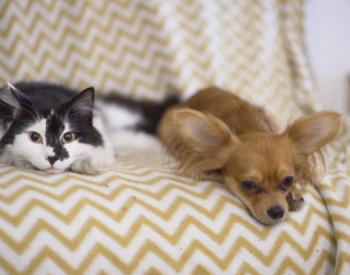 Eating Cats and Dogs Is Now Outlawed in the US