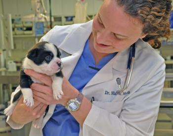 Injured Puppy Undergoes Risky Procedure, Wakes Up Healed and Healthy