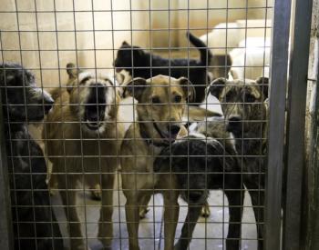 Over 100 Cats and Dogs Saved From Top Floor of Flooding Animal Shelter