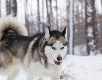 'Game of Thrones' and Huskies: The Show's Impact on the Breed                        	
