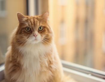 Recent Study Finds More Than Half of the Pet Cats and Dogs in the U.S. Are Overweight
