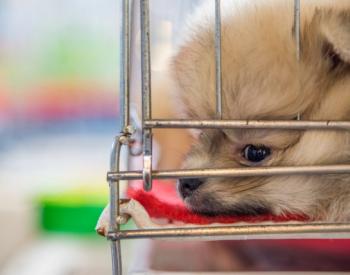 Bills Passed in Michigan Senate Ban Regulation of Pet Shops
