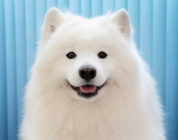 Samoyed Dog Breed Barks the Most, According to Dog Camera Company