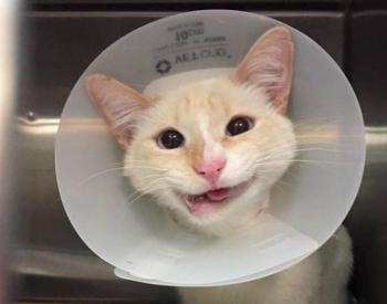 A Rescue Cat's Broken Jaw Was Repaired and Now Resembles a Permanent Smile