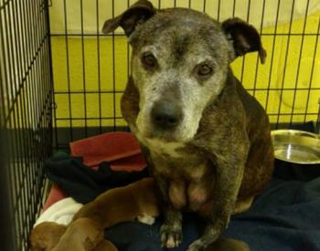 Pregnant, Abandoned Dog Rescued in Snowstorm Gives Birth to Healthy Puppies