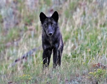 Daughter of Famous Yellowstone Wolf Killed By Hunters, Shares Fate With Mother