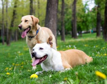 Flea & Tick Survival Guide Articles And Advice From PetMD Vets | PetMD