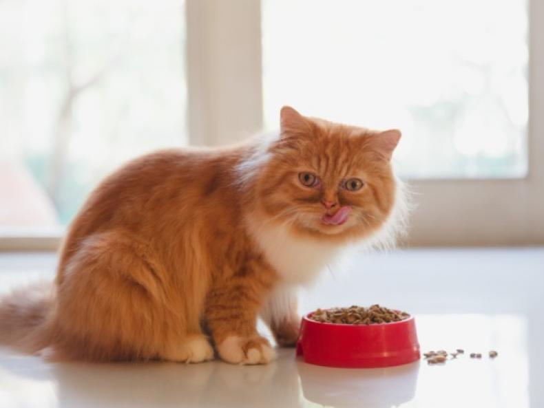 Cat Dieting: How to Help Your Cat Lose Weight