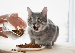 How Much Should I Feed My Cat?