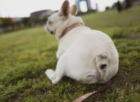 bulldog-sitting-in-grass