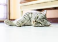 gray-cat-lying-on-floor