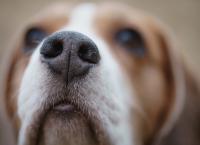 closeup portrait of tricolor beagle dog, focus on the nose