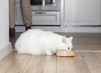 Overweight cat eating out of bowl