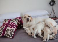Mother Labrador Retriever feeds her puppies