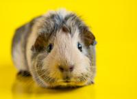 Smooth-haired guinea pig beige-black colors on a yellow background