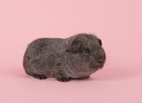 Agouti grey guinea pig seen fromt the side on a pink background