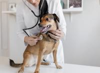 Shot of Veterinarian Hands Checking Dog by Stethoscope in Vet Clinic.