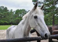 old skinny white stallion horse on the field near the stables.