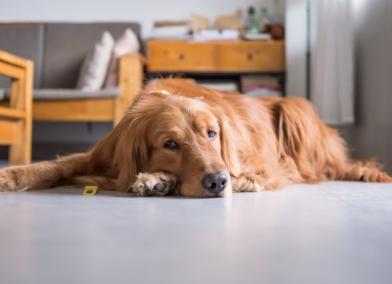 Dog Pooping in the House: Why and What to Do