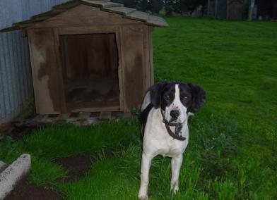 How to Build a Dog Kennel