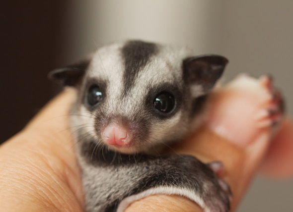 When to Take Your Sugar Glider to the Vet