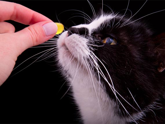 Two Nutritional Supplements All Pets Should Be Taking
