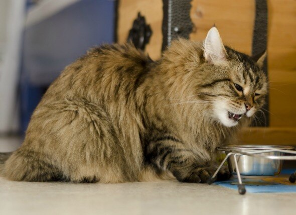 Swallowing Difficulties in Cats