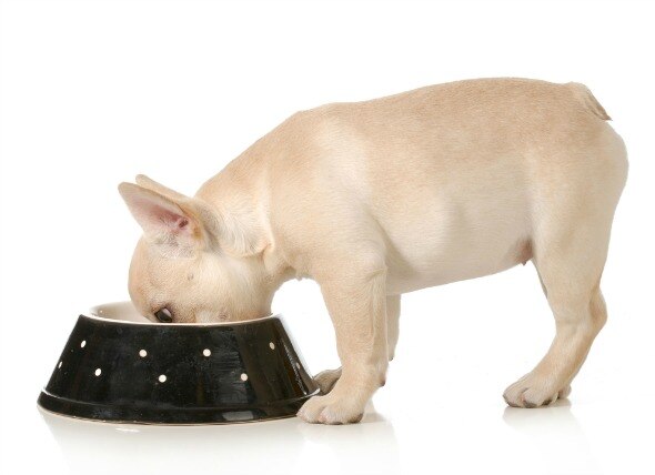 When Should You Switch from Puppy to Adult Dog Food?