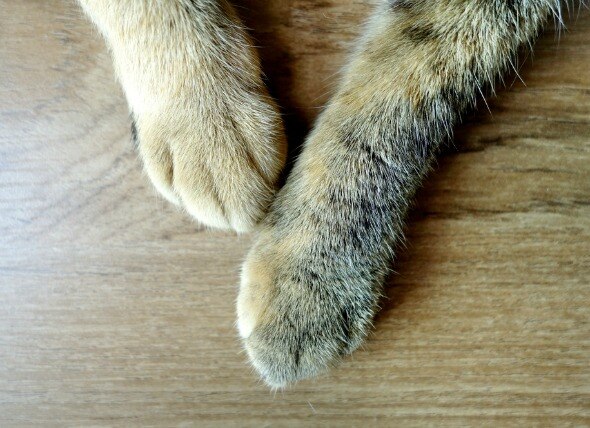 Swollen Paws in Cats